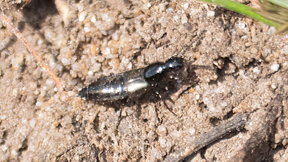 Philonthus sp.jpg